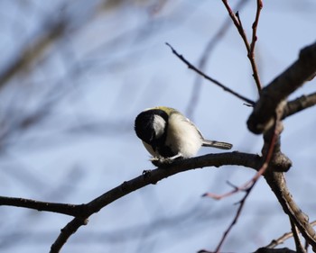 Japanese Tit 上高地 Mon, 4/24/2023