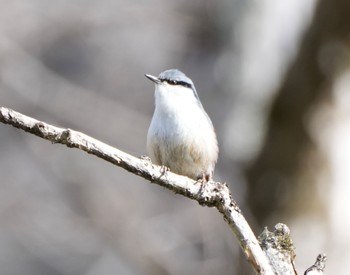 ゴジュウカラ 上高地 2023年4月24日(月)