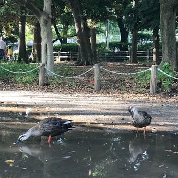 カルガモ 善福寺公園 2018年6月7日(木)