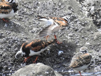 2023年4月29日(土) 東京港野鳥公園の野鳥観察記録