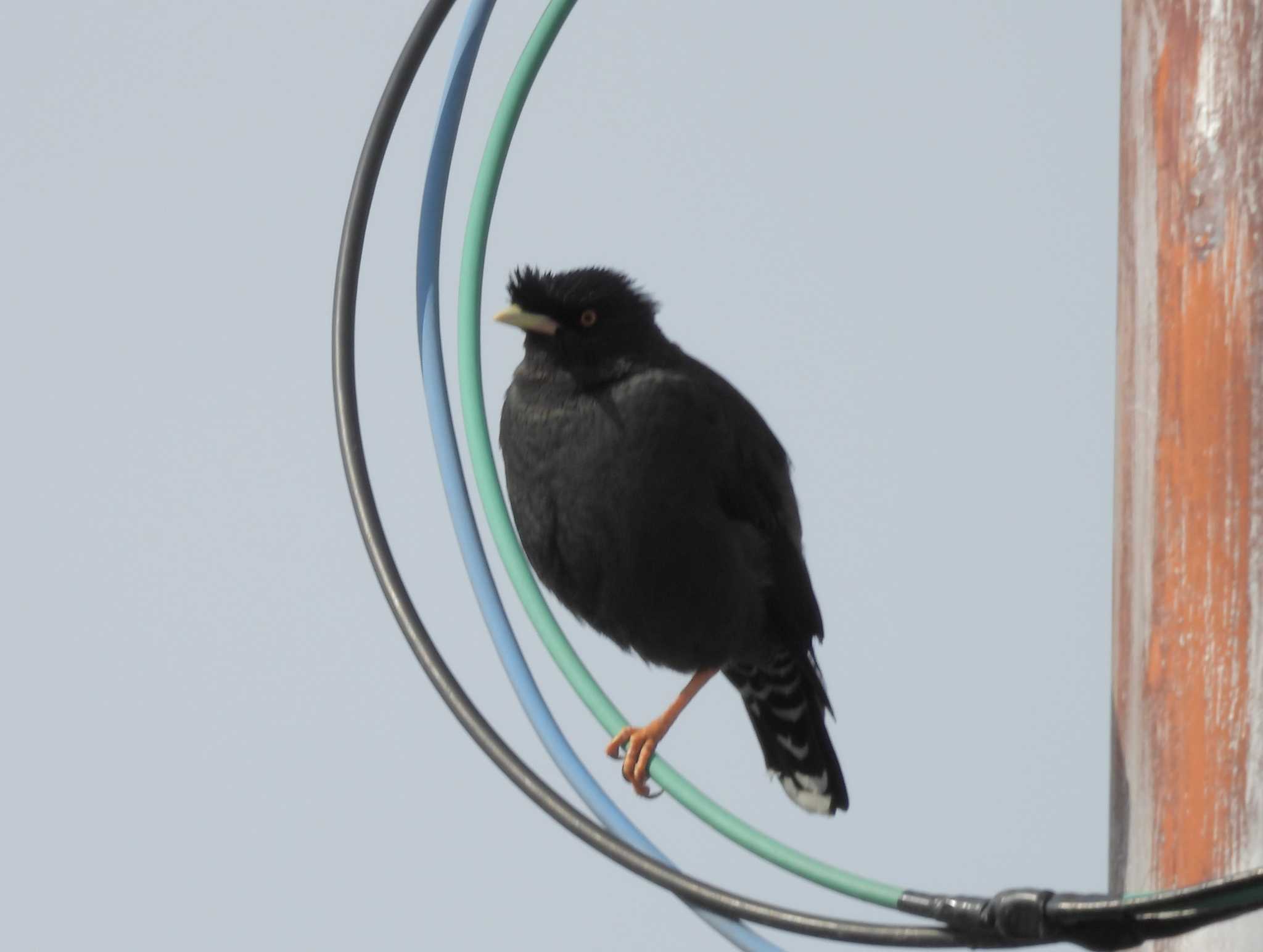 Photo of Crested Myna at 淀川河川公園 by ゆりかもめ