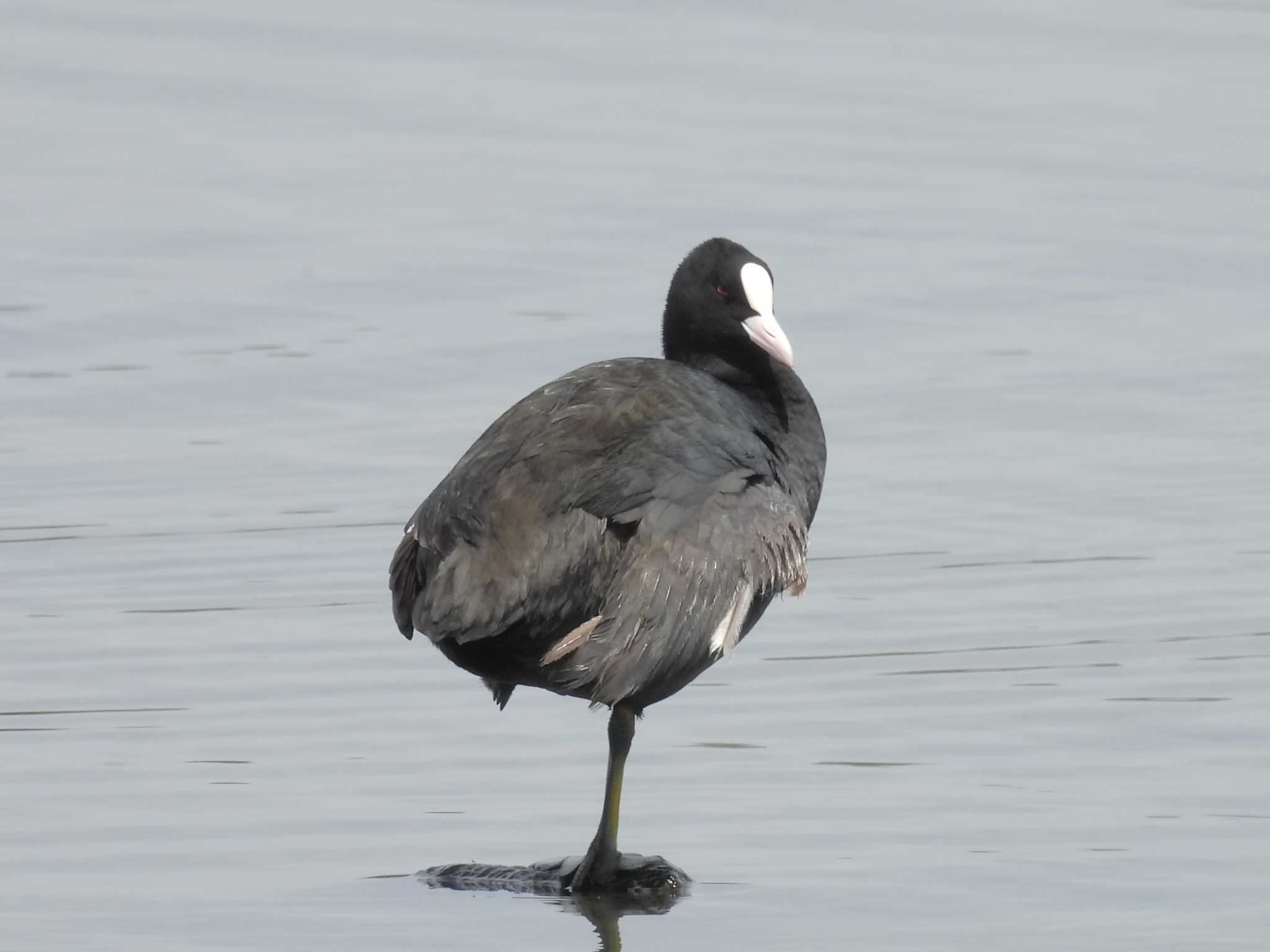 Eurasian Coot