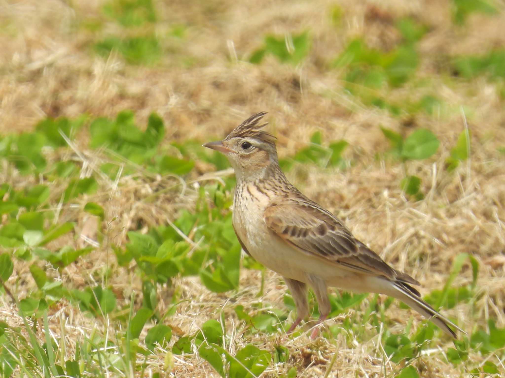 Photo of Eurasian Skylark at 淀川河川公園 by ゆりかもめ