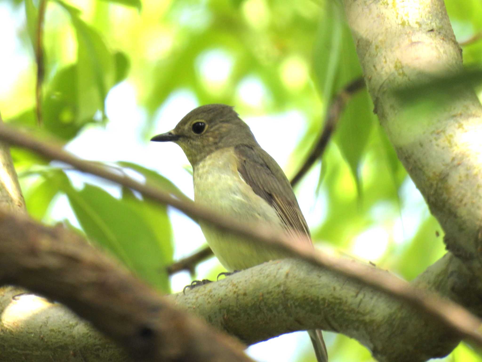 Narcissus Flycatcher