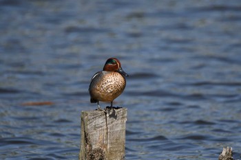 2023年4月22日(土) 伊佐沼の野鳥観察記録