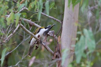 Blue-faced Honeyeater Rifle Creek Rest Area(Cairns) Sat, 5/5/2018