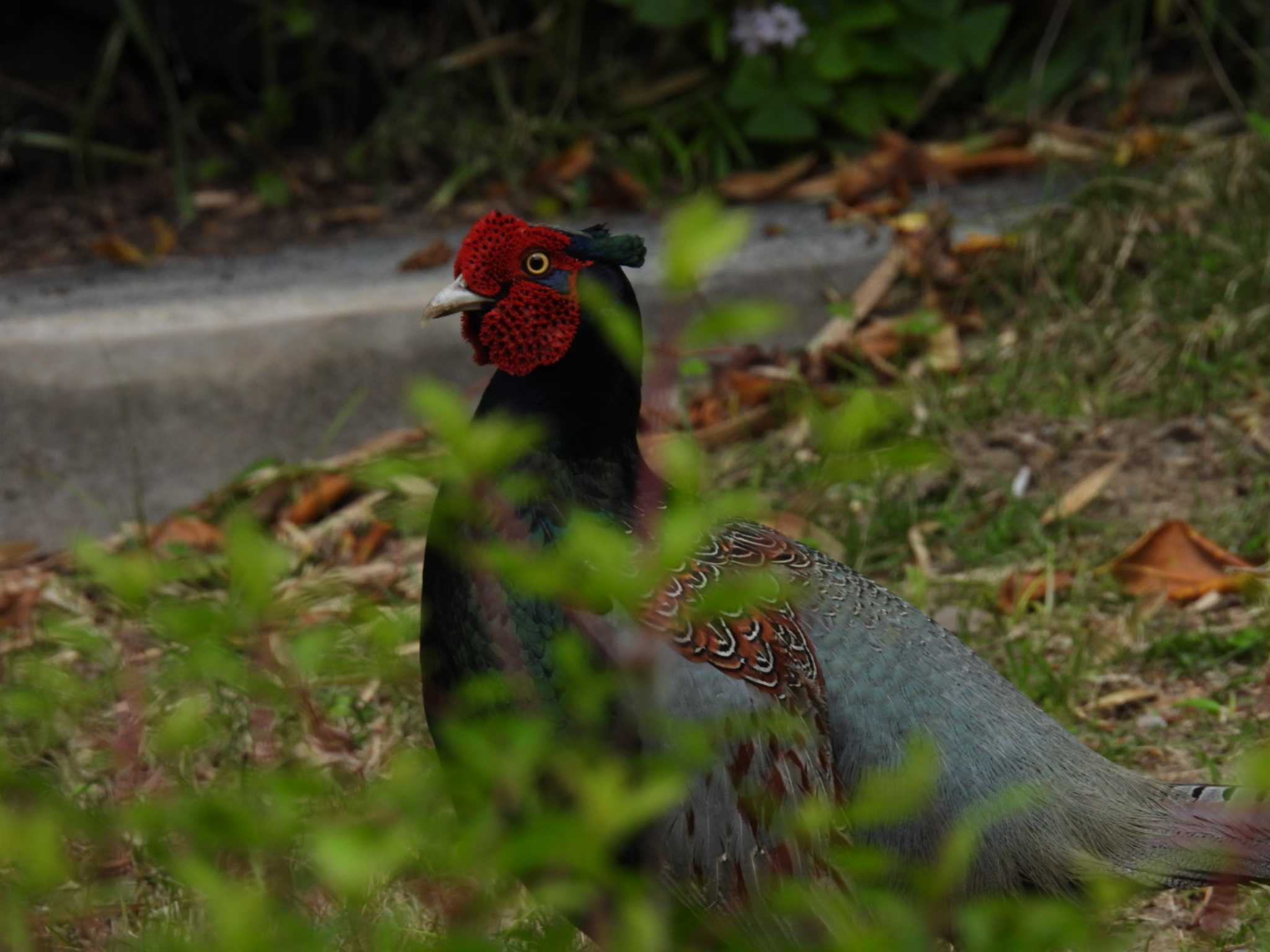 Photo of Green Pheasant at 地元 by カズー