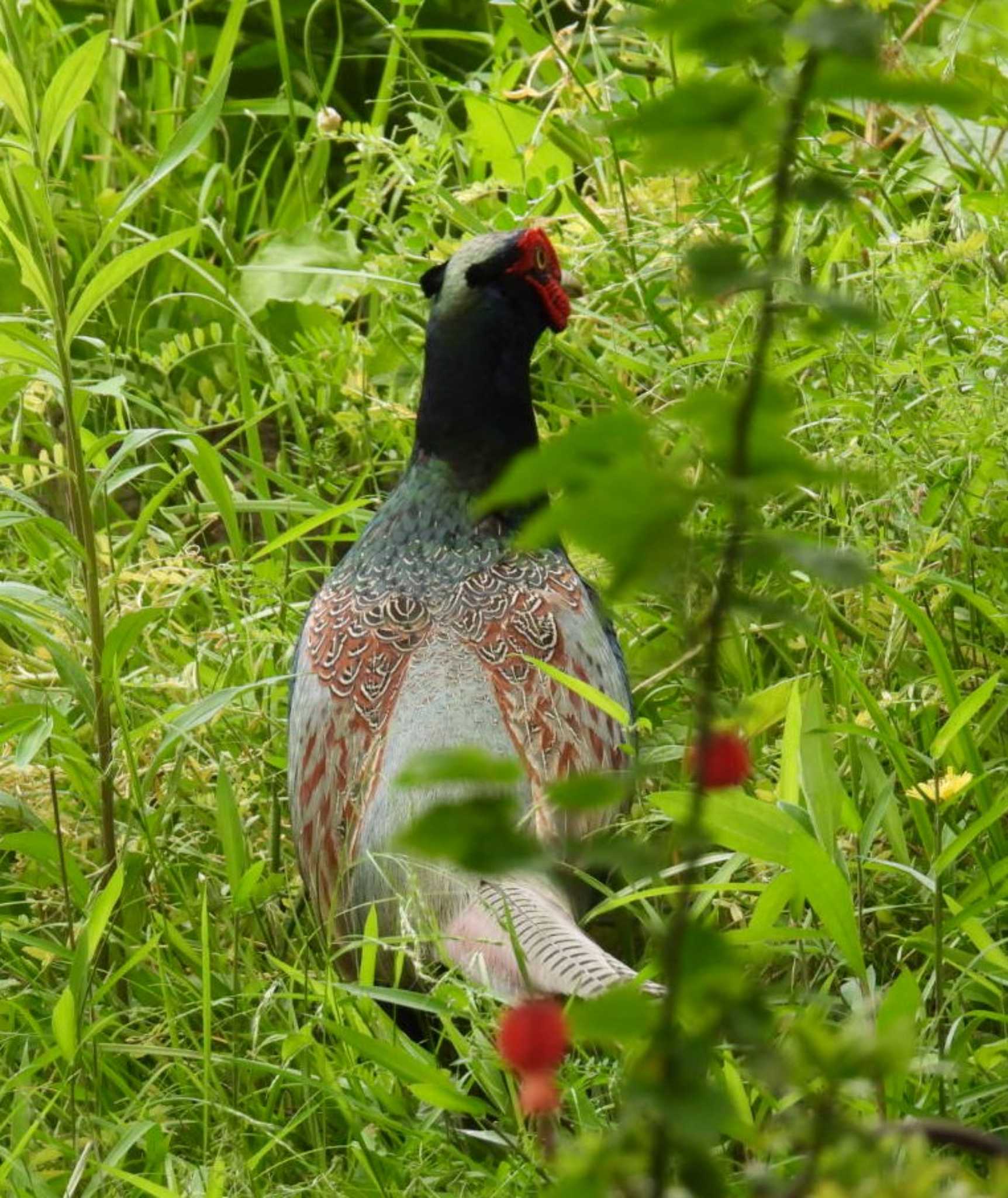 Photo of Green Pheasant at 地元 by カズー