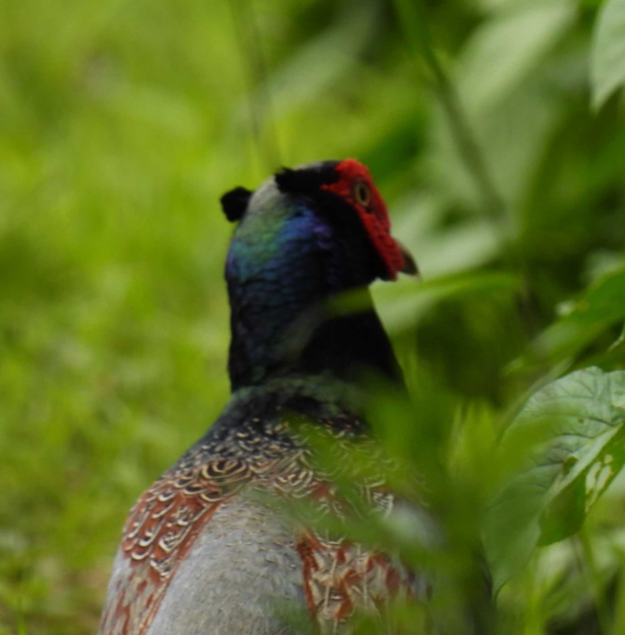 Photo of Green Pheasant at 地元 by カズー