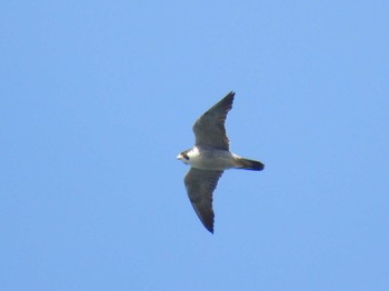 Peregrine Falcon 雄島 Sat, 4/29/2023