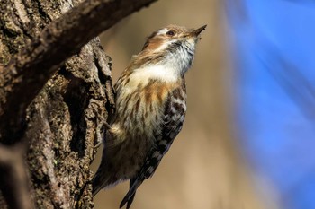 コゲラ 馬見丘陵公園 2023年2月22日(水)