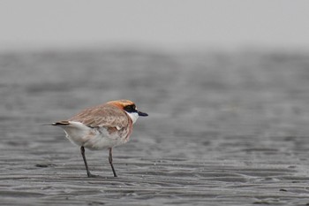 メダイチドリ ふなばし三番瀬海浜公園 2023年4月22日(土)