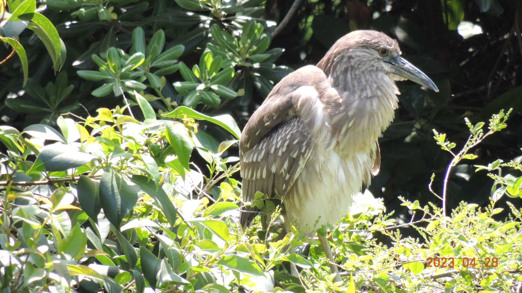 Black-crowned Night Heron