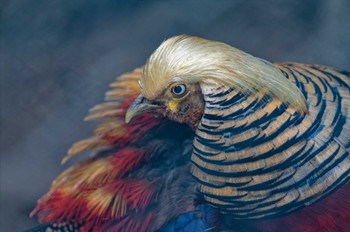 Golden Pheasant 武田の杜鳥獣センター Sat, 4/29/2023