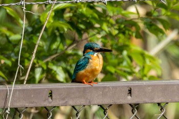 Common Kingfisher 茨城県水戸市 Sat, 4/29/2023