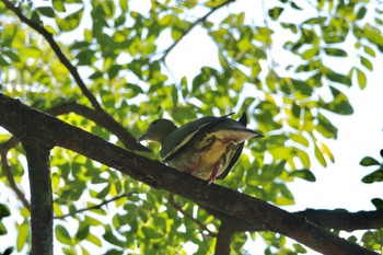 Pink-necked Green Pigeon Putrajaya Wetlands Park Sun, 3/12/2023