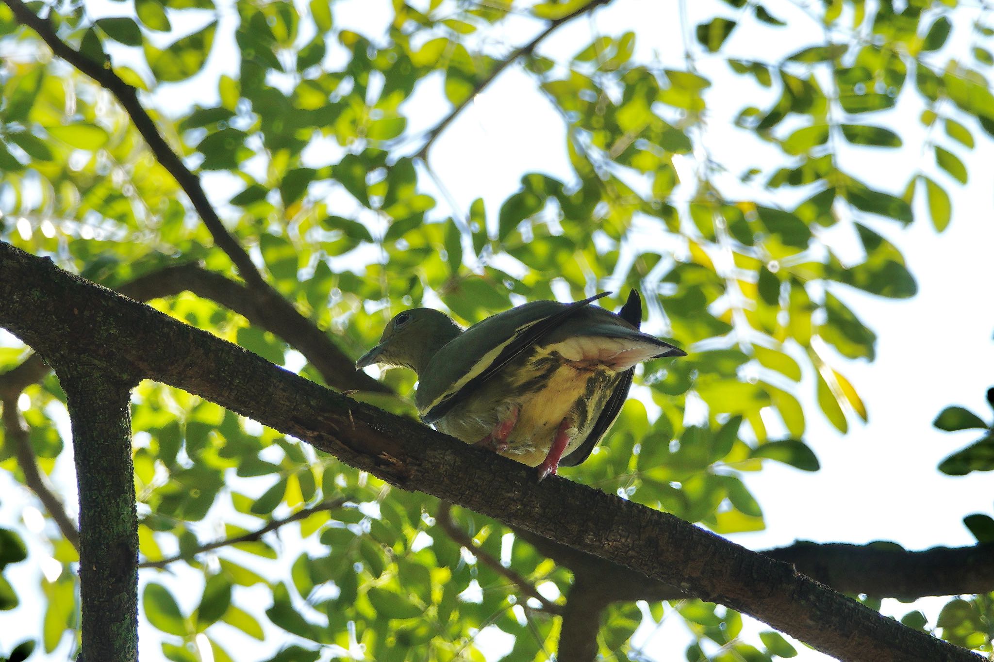 Photo of Pink-necked Green Pigeon at Putrajaya Wetlands Park by のどか