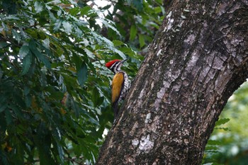 ズアカミユビゲラ Putrajaya Wetlands Park 2023年3月12日(日)