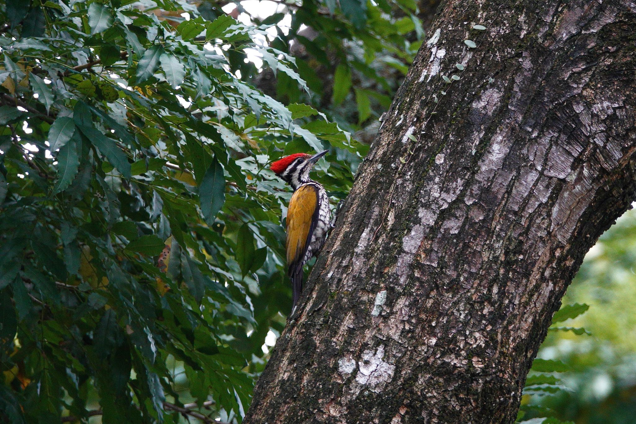 Putrajaya Wetlands Park ズアカミユビゲラの写真 by のどか