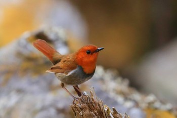 Japanese Robin Unknown Spots Sat, 4/29/2023