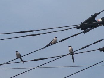 2023年4月29日(土) 群馬県 早川の野鳥観察記録