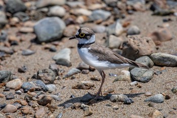 コチドリ 魚住海岸 2018年6月3日(日)