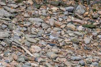 コチドリ 魚住海岸 2018年6月3日(日)