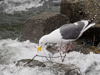 Sat, 4/29/2023 Birding report at 発寒川緑地(札幌市西区)