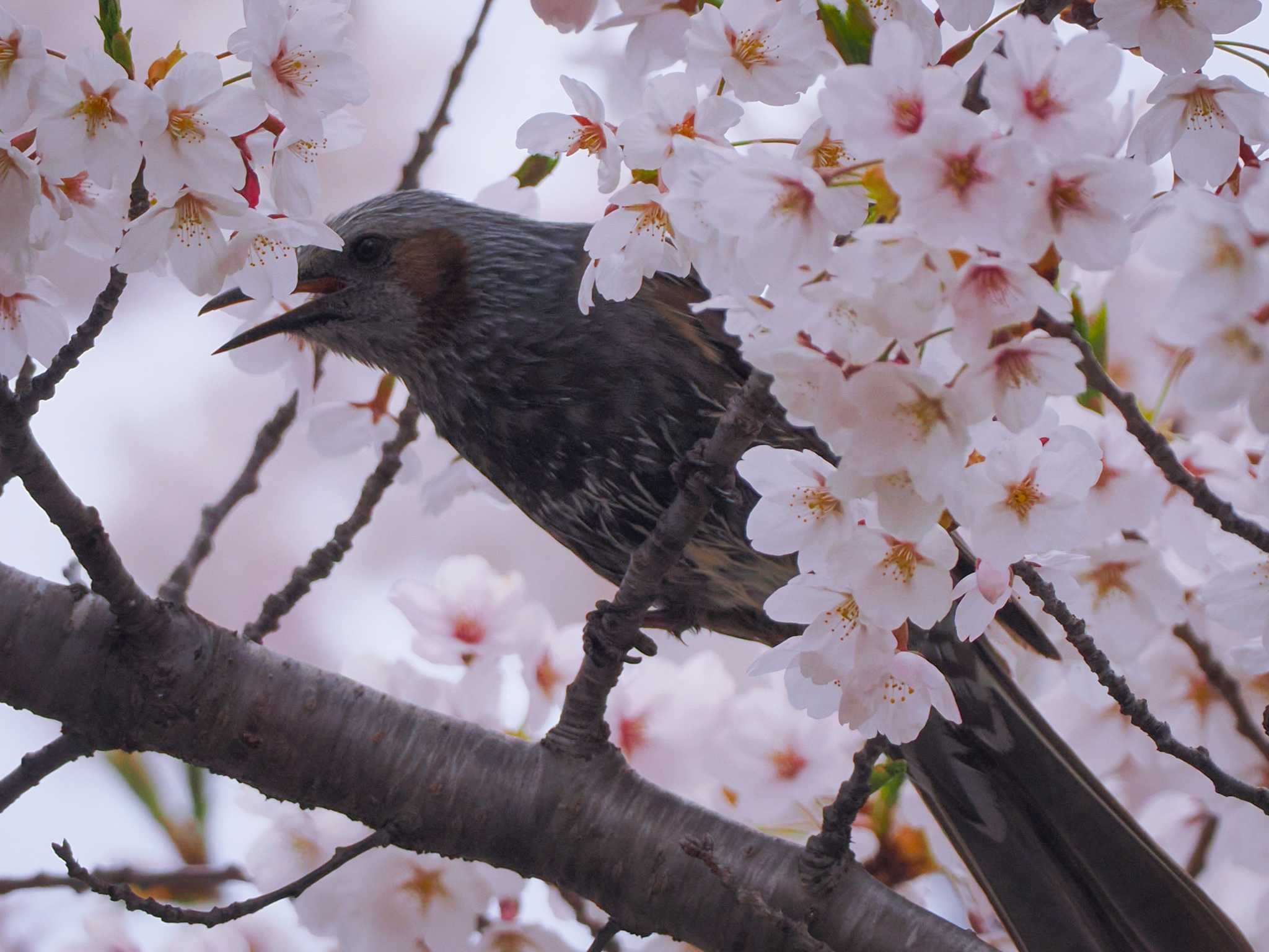 福井緑地(札幌市西区) ヒヨドリの写真 by 98_Ark (98ｱｰｸ)