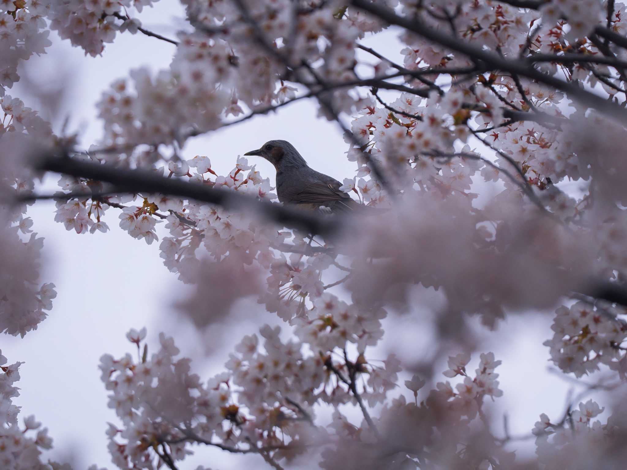 福井緑地(札幌市西区) ヒヨドリの写真 by 98_Ark (98ｱｰｸ)