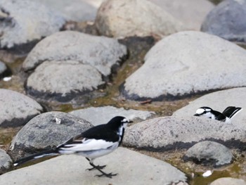 2023年4月29日(土) 福井緑地(札幌市西区)の野鳥観察記録