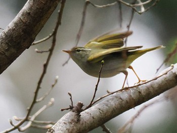 2023年4月29日(土) 宮城沢林道(札幌市西区)の野鳥観察記録