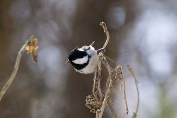 Coal Tit ポロト湖(ポロトの森) Tue, 3/21/2023