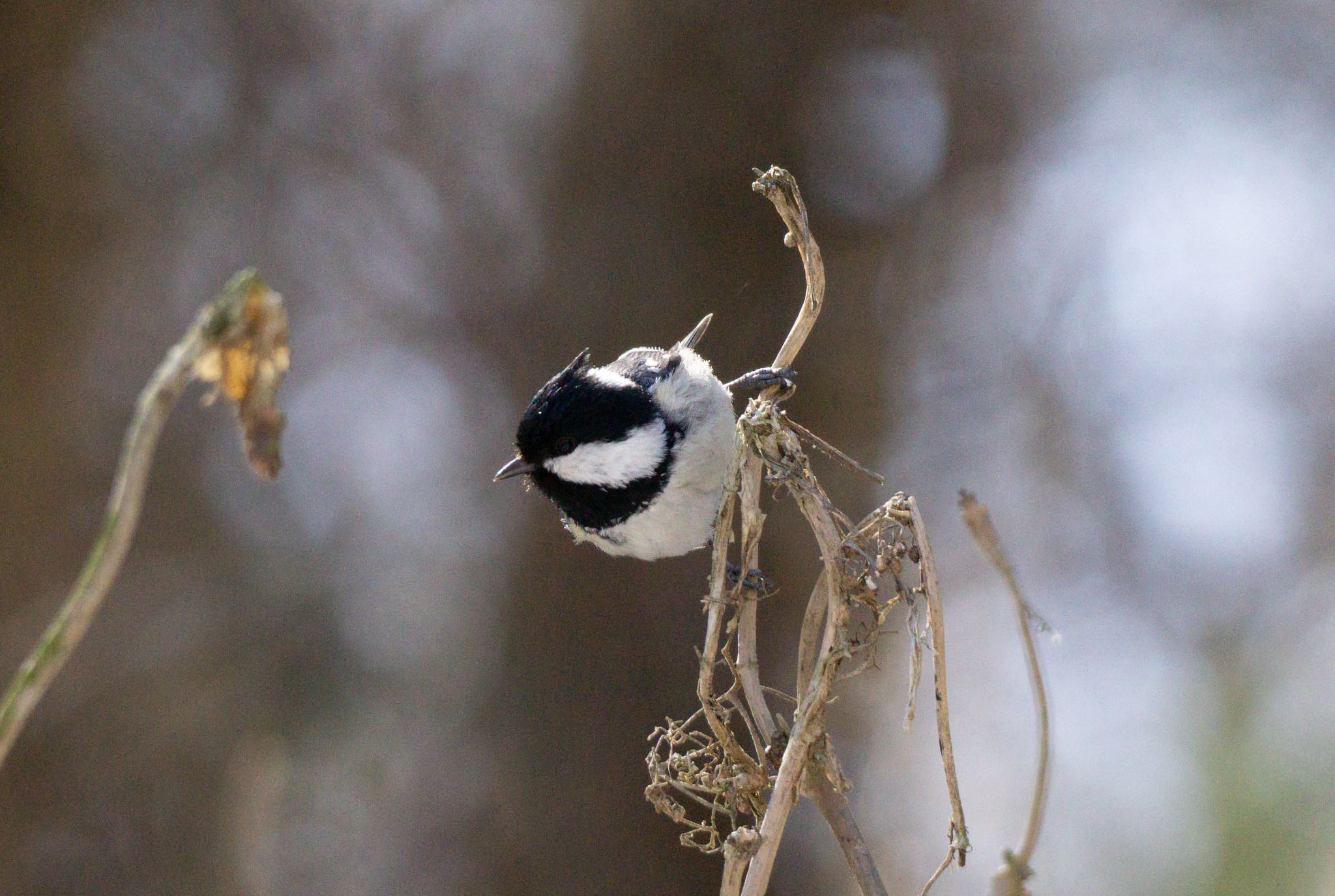 Photo of Coal Tit at ポロト湖(ポロトの森) by マルCU