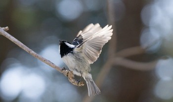 Coal Tit ポロト湖(ポロトの森) Tue, 3/21/2023