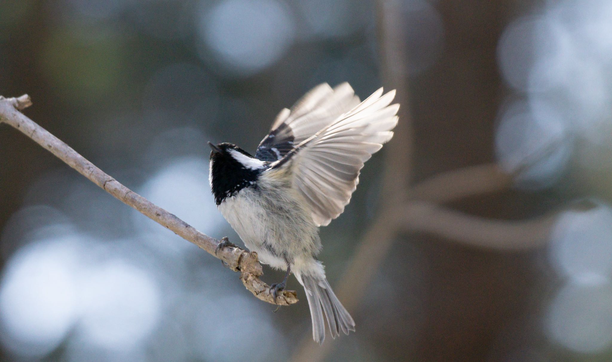 Photo of Coal Tit at ポロト湖(ポロトの森) by マルCU