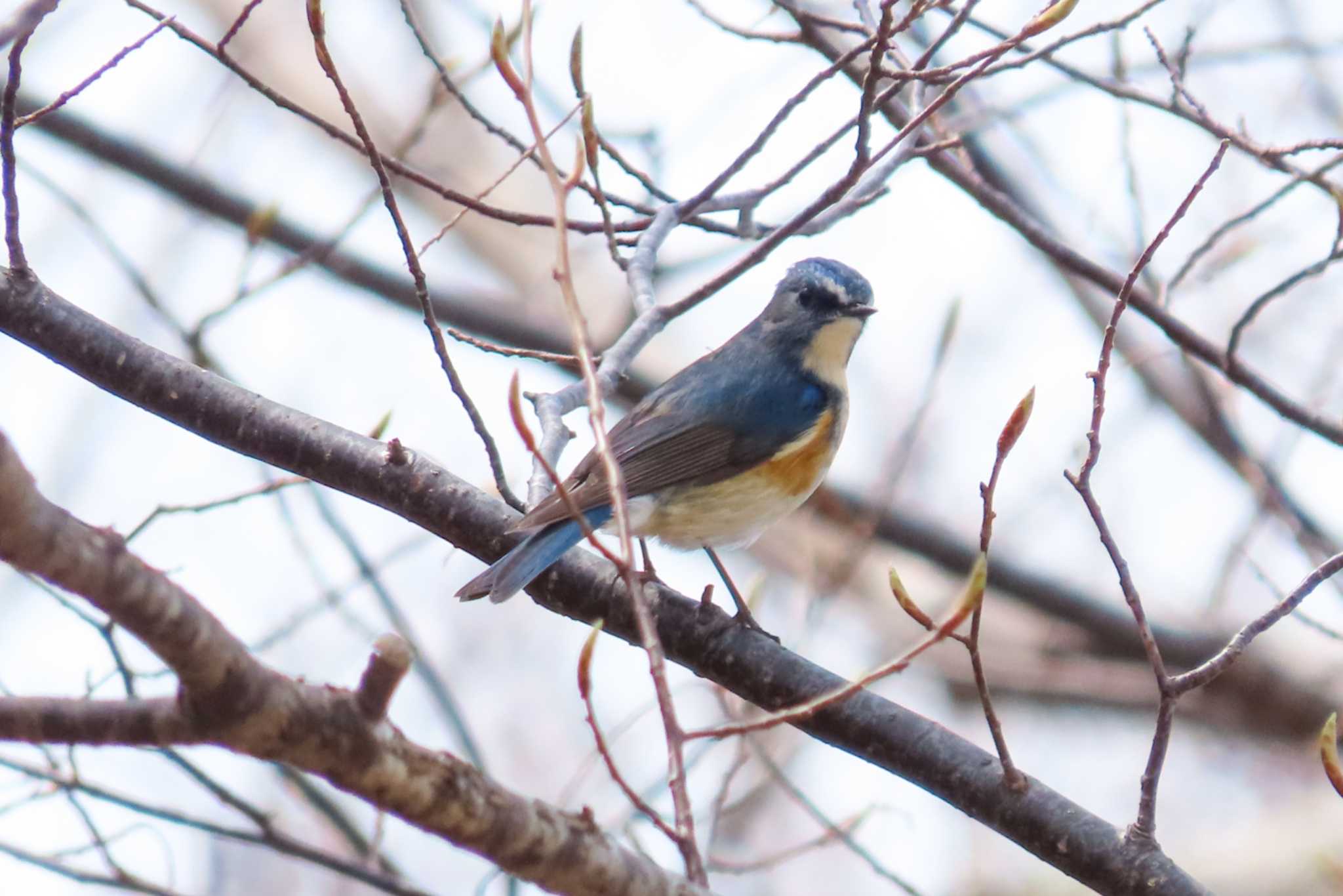 支笏湖野鳥の森 ルリビタキの写真