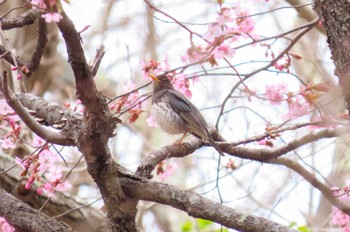 クロツグミ 青葉公園(千歳市) 2023年4月29日(土)