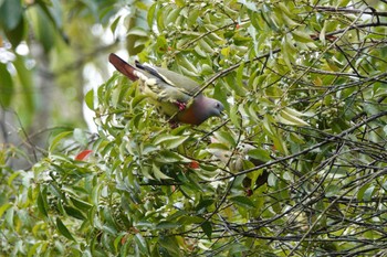 Pink-necked Green Pigeon Putrajaya Wetlands Park Sun, 3/12/2023