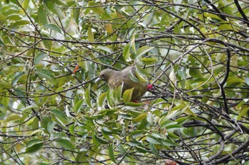 Pink-necked Green Pigeon Putrajaya Wetlands Park Sun, 3/12/2023