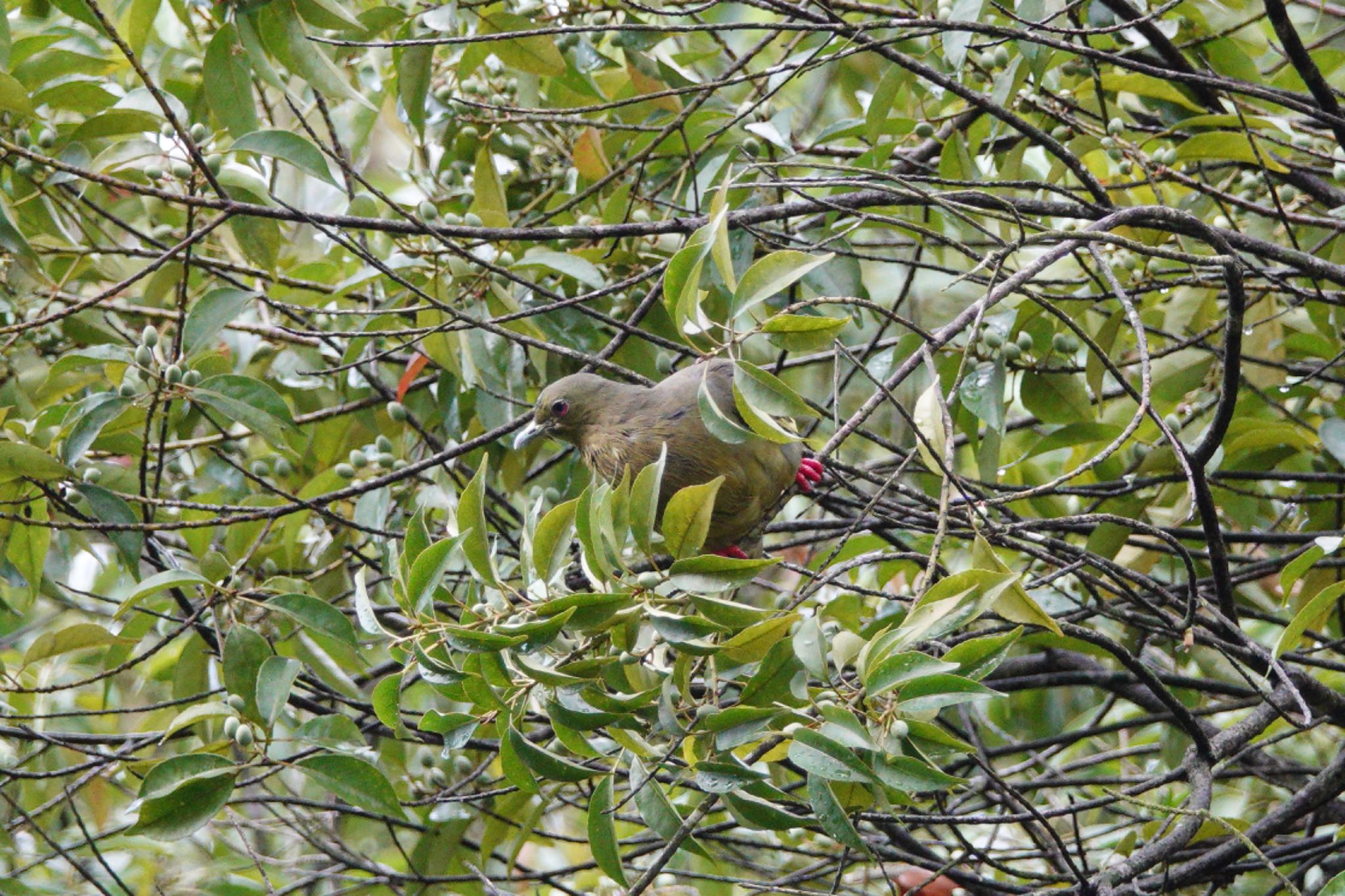 Photo of Pink-necked Green Pigeon at Putrajaya Wetlands Park by のどか