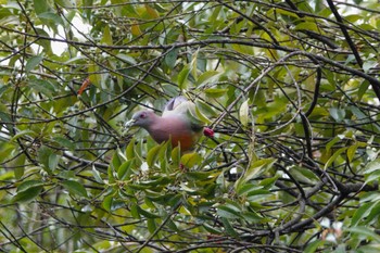 Pink-necked Green Pigeon Putrajaya Wetlands Park Sun, 3/12/2023