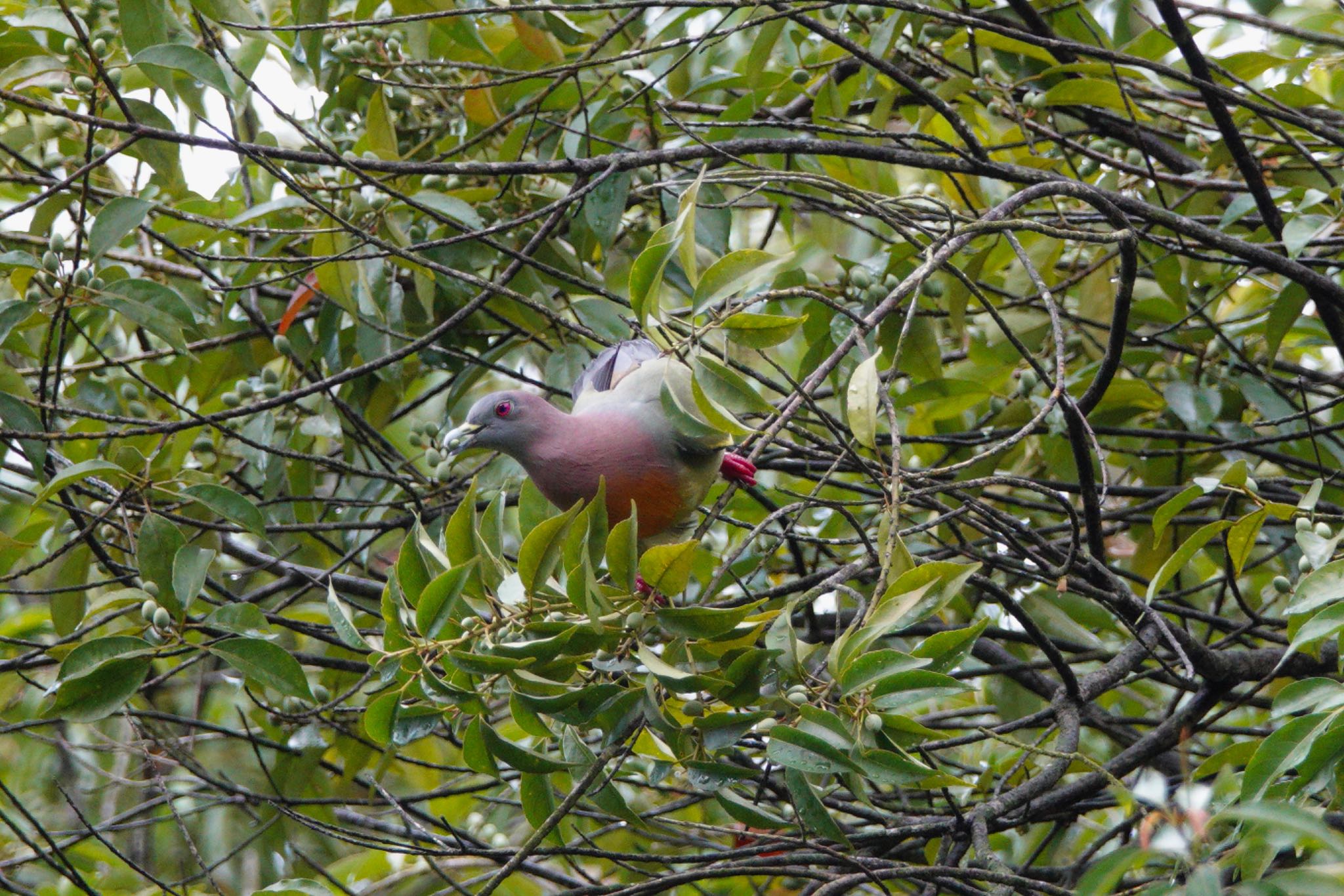 Putrajaya Wetlands Park コアオバトの写真