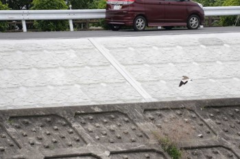 Grey-headed Lapwing 芥川 Sat, 4/29/2023