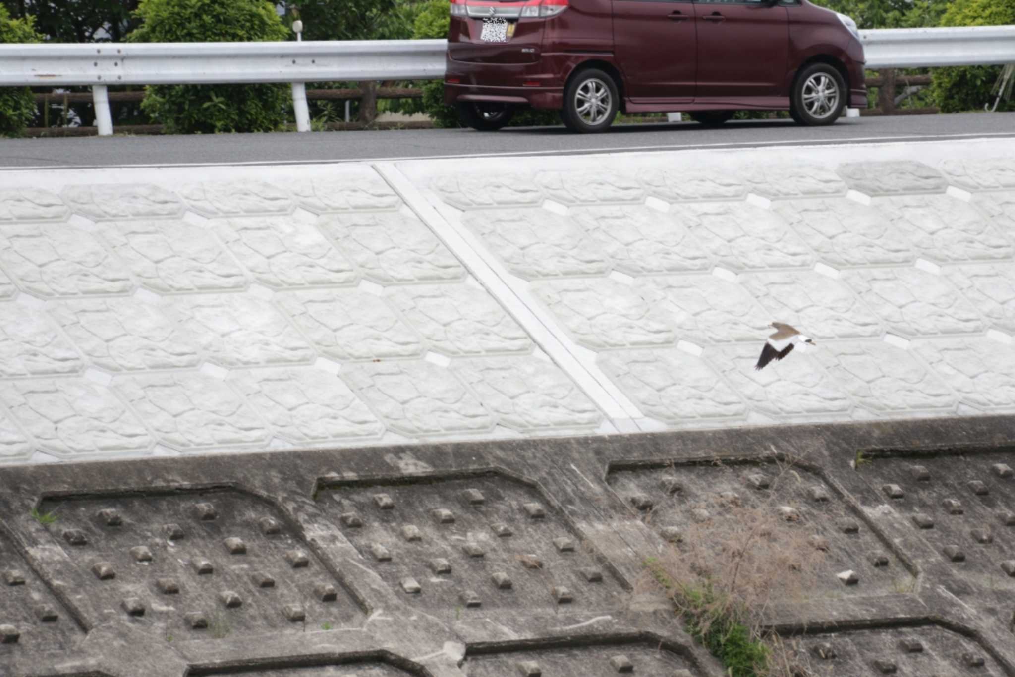 Photo of Grey-headed Lapwing at 芥川 by KAZUSAN