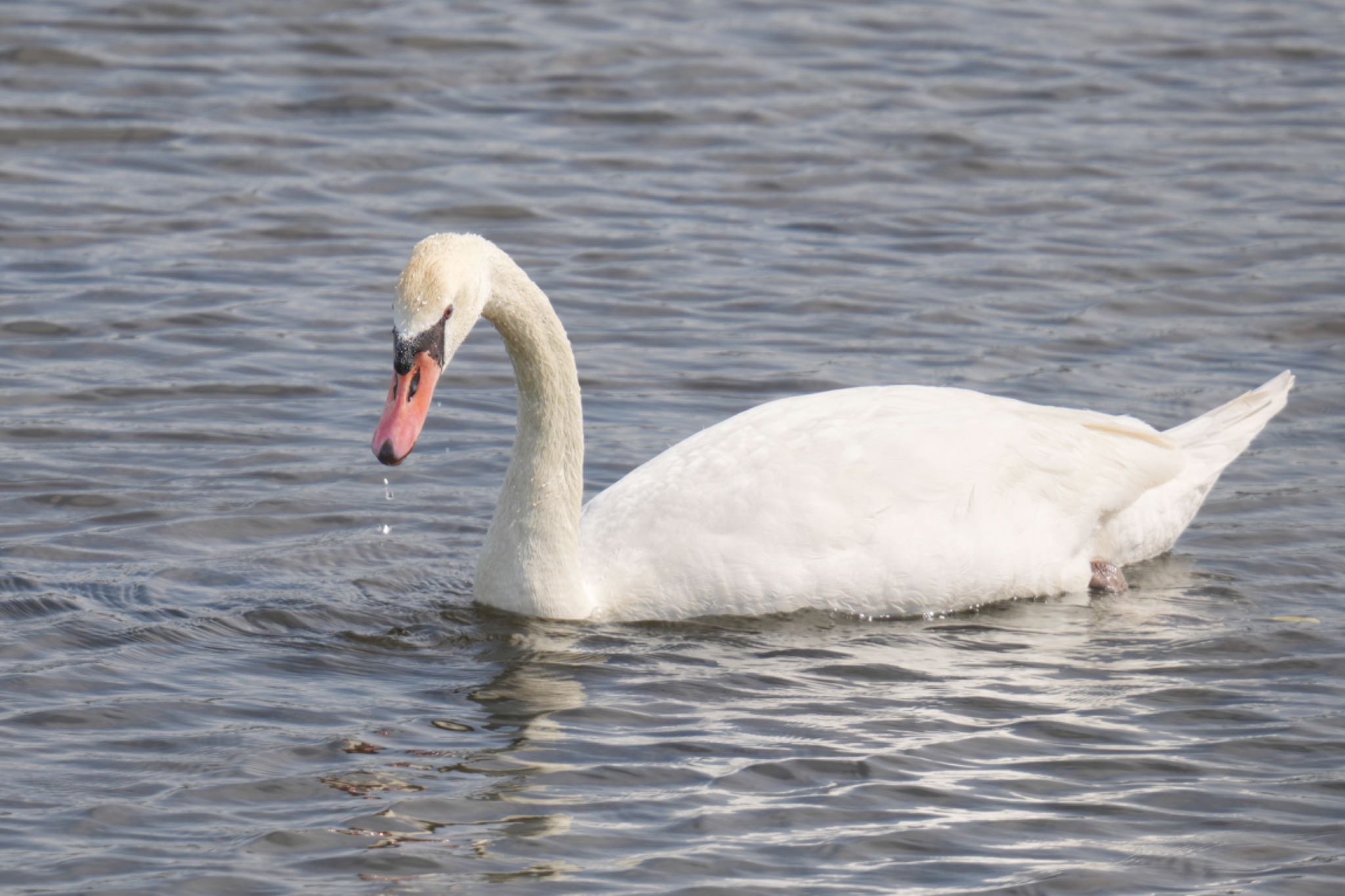 Mute Swan