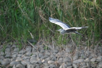 Grey Heron 門池公園(沼津市) Sat, 4/29/2023