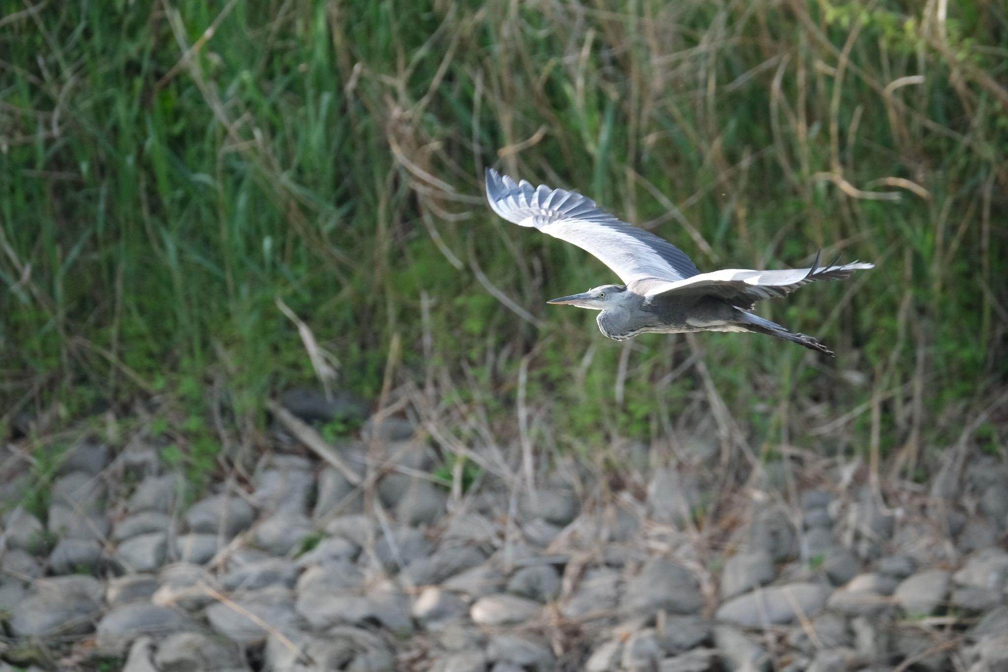 Photo of Grey Heron at 門池公園(沼津市) by ポン介