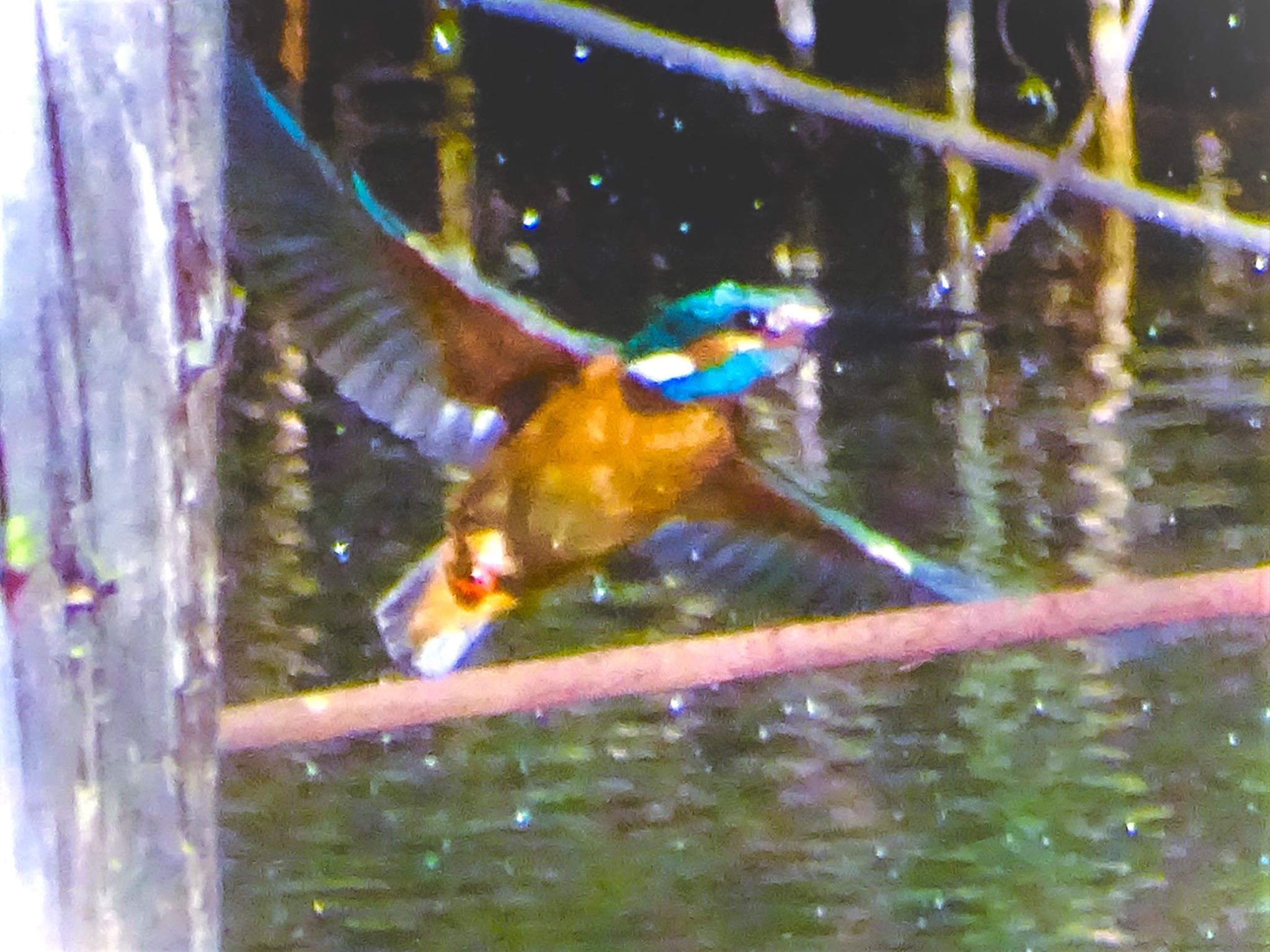 舞岡公園 カワセミの写真