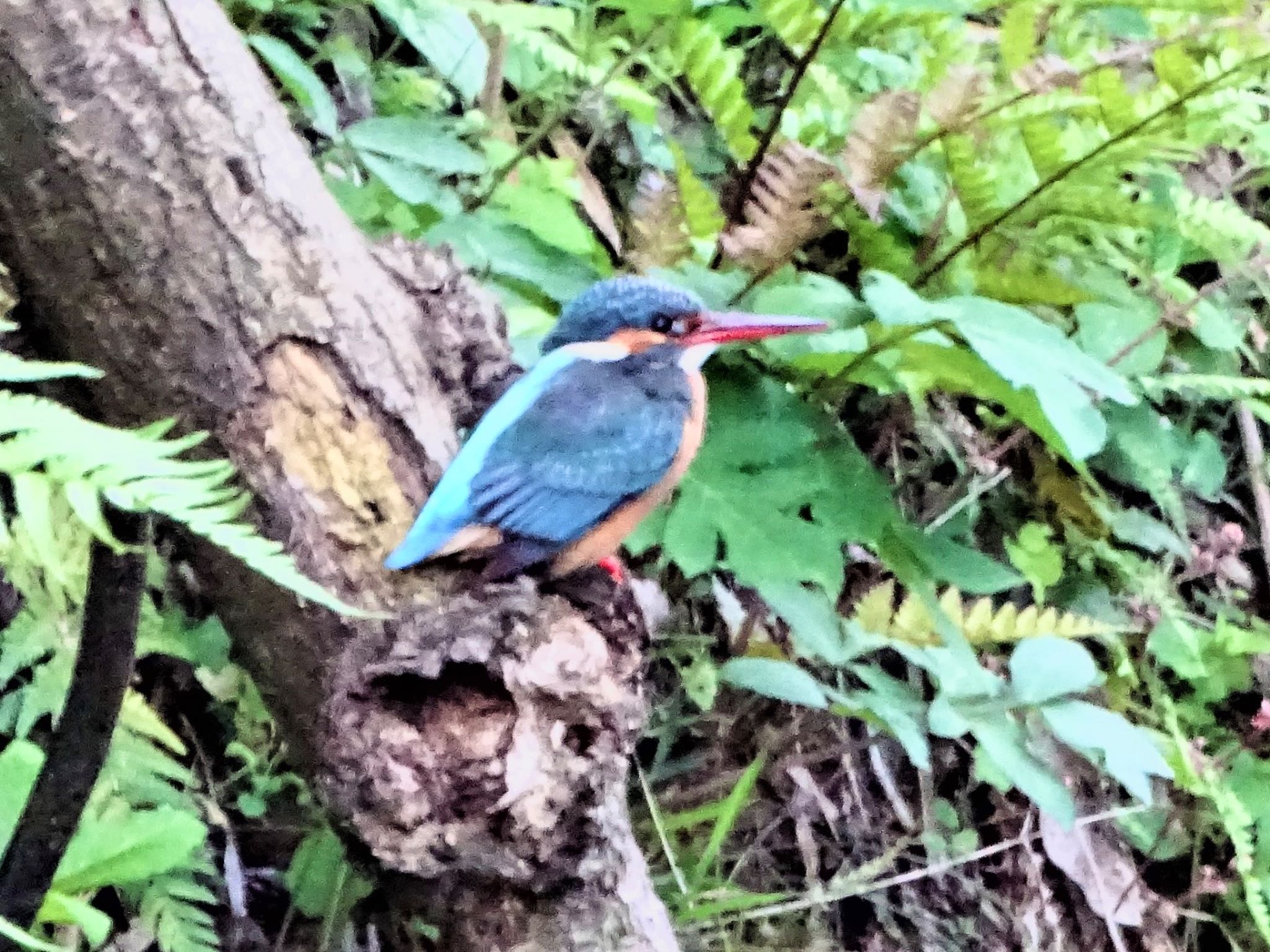 舞岡公園 カワセミの写真